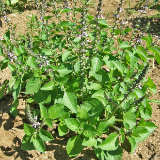 Basilic sacré. Touffe de basilic sacré vert portant de fines inflorescences. Le cadrage permet de voir les formes, les couleurs et les détails du sujet représenté. Les contours se détachent du fond de l’image, avec des différences de teinte et de texture visibles sur les surfaces. Cette vue accompagne la présentation du produit dans la boutique.