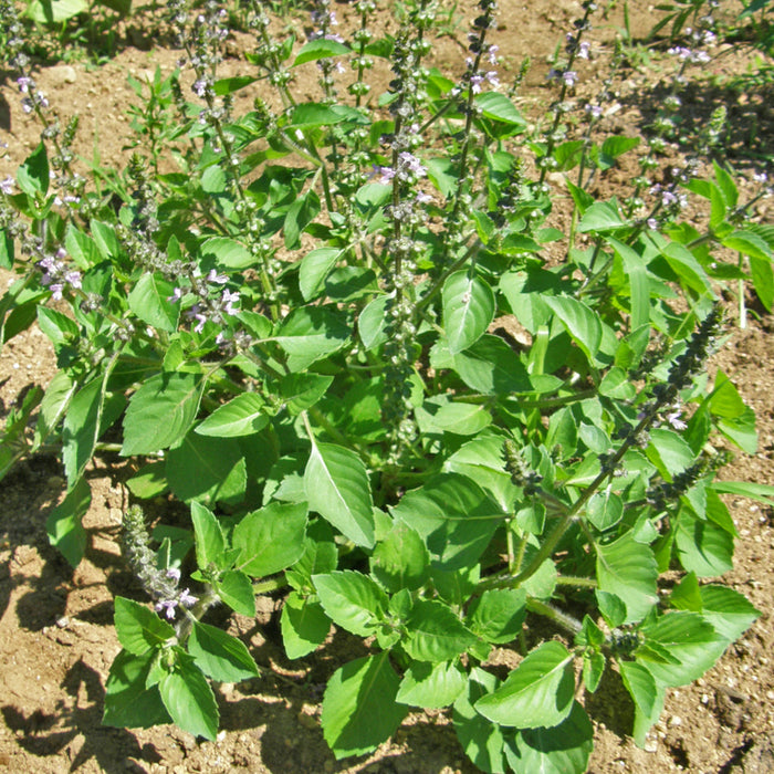 Basilic sacré (<em>Ocimum tenuiflorum</em>)
