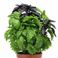 Basil 'SimplyHerbs Try Basil'