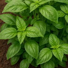Organic cinnamon basil