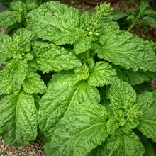 Basilic à feuille de laitue