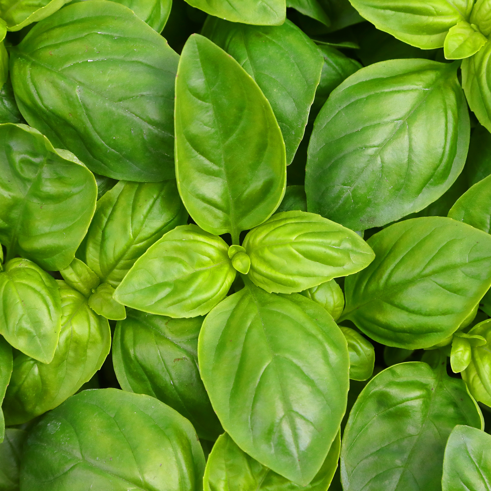 Basilic à grandes feuilles