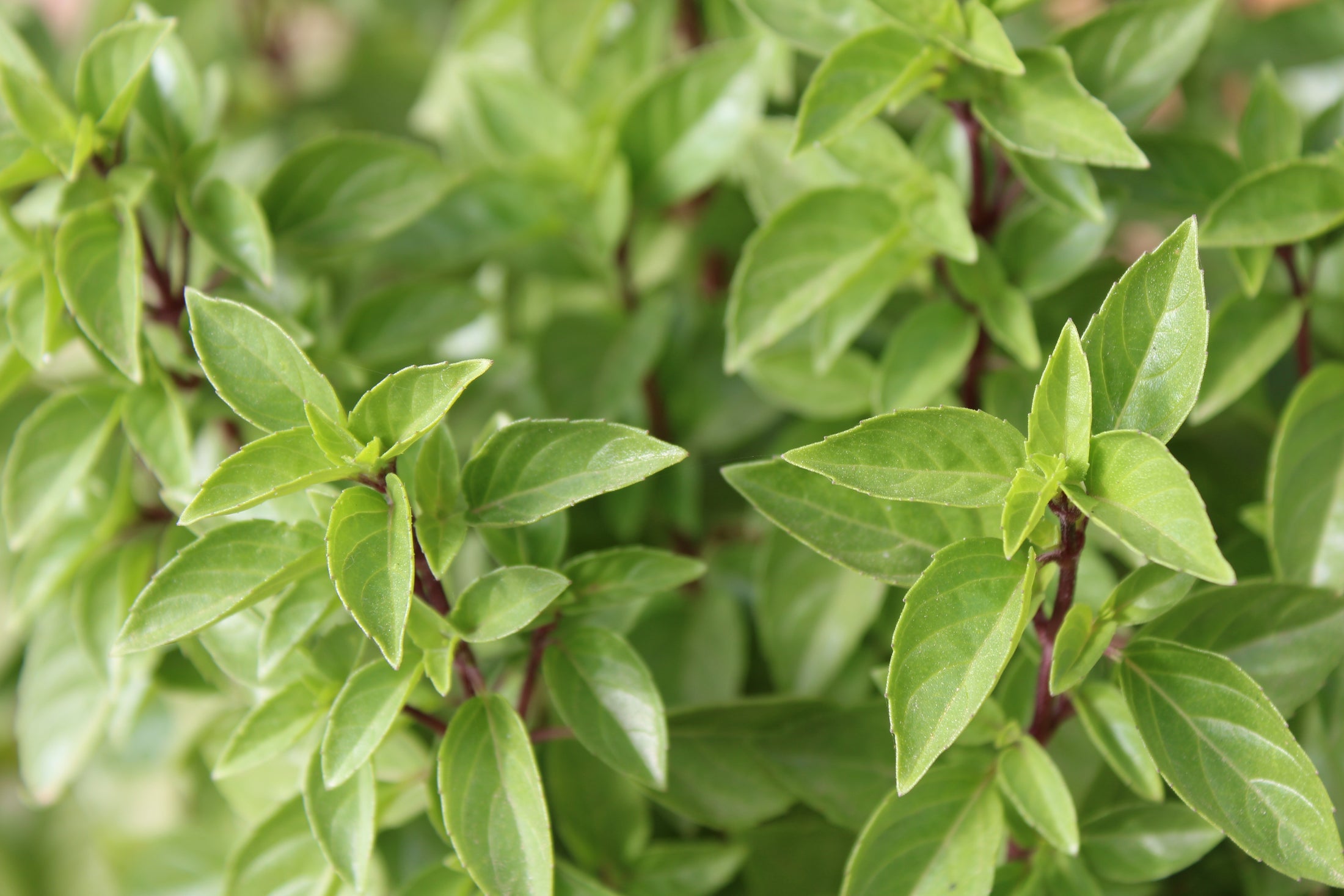 Basilic camphré