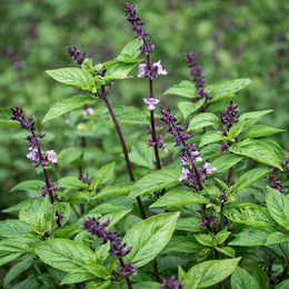 Basil cinnamon