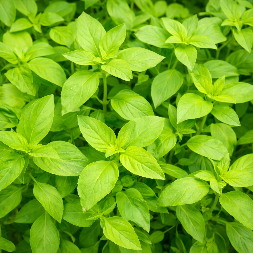 Lemon Basil