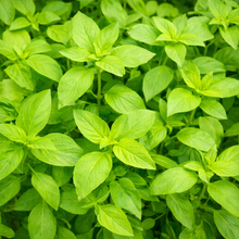 Lemon Basil
