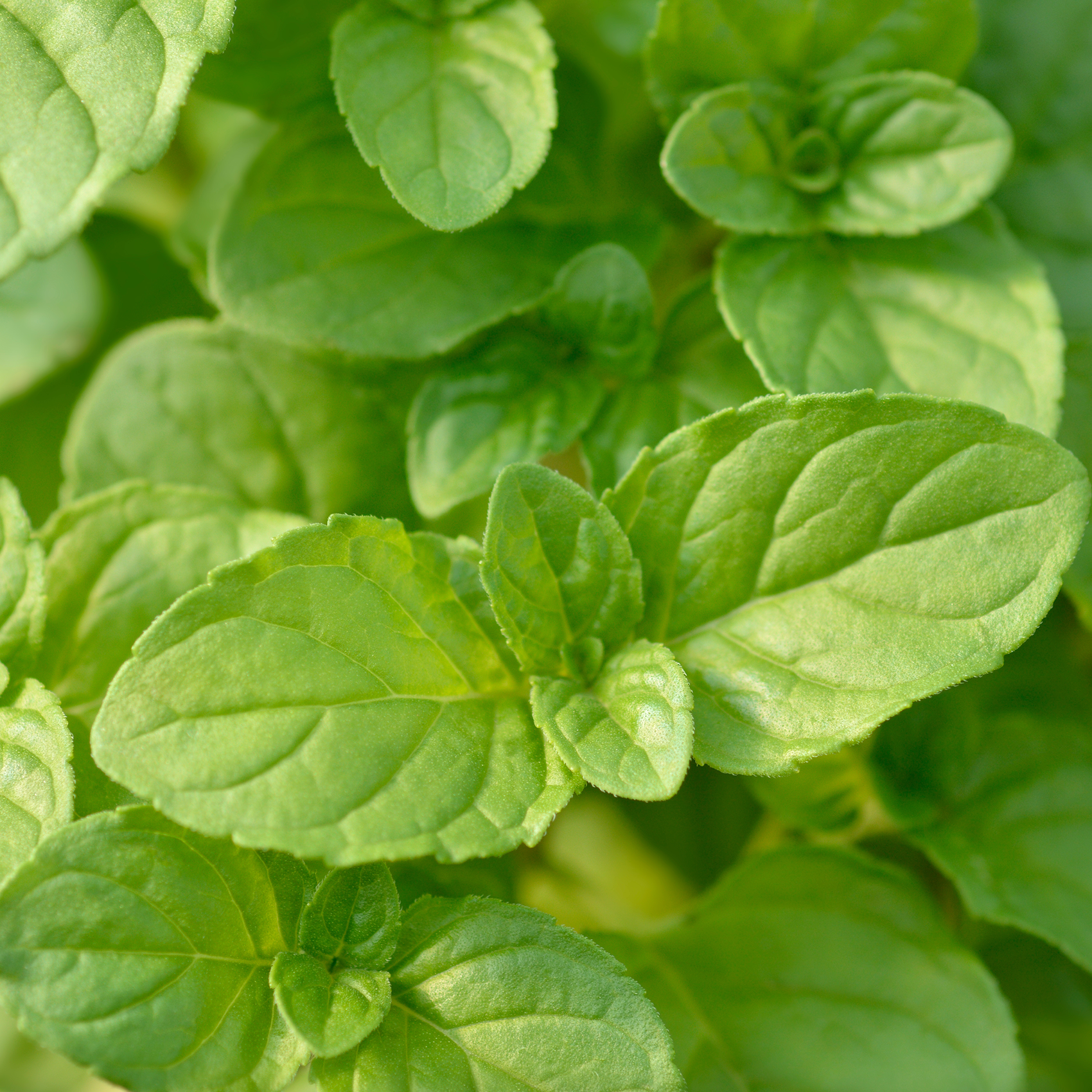 Basilic citron