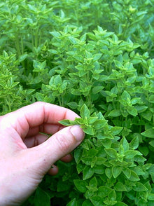 Greek Basil