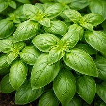 Basil Italian Classic 'Genovese'