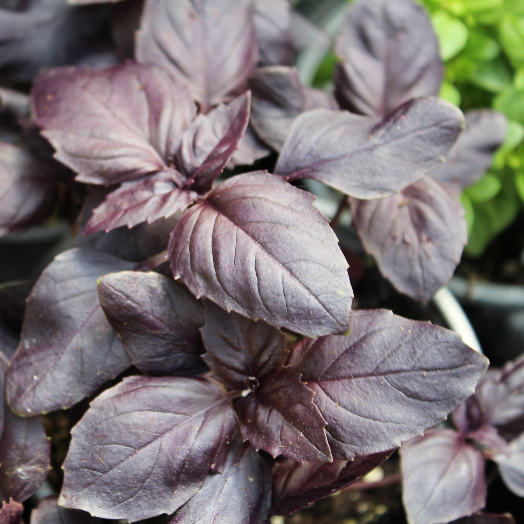 Basilic pourpre