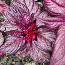Basilic 'Red Rosie'