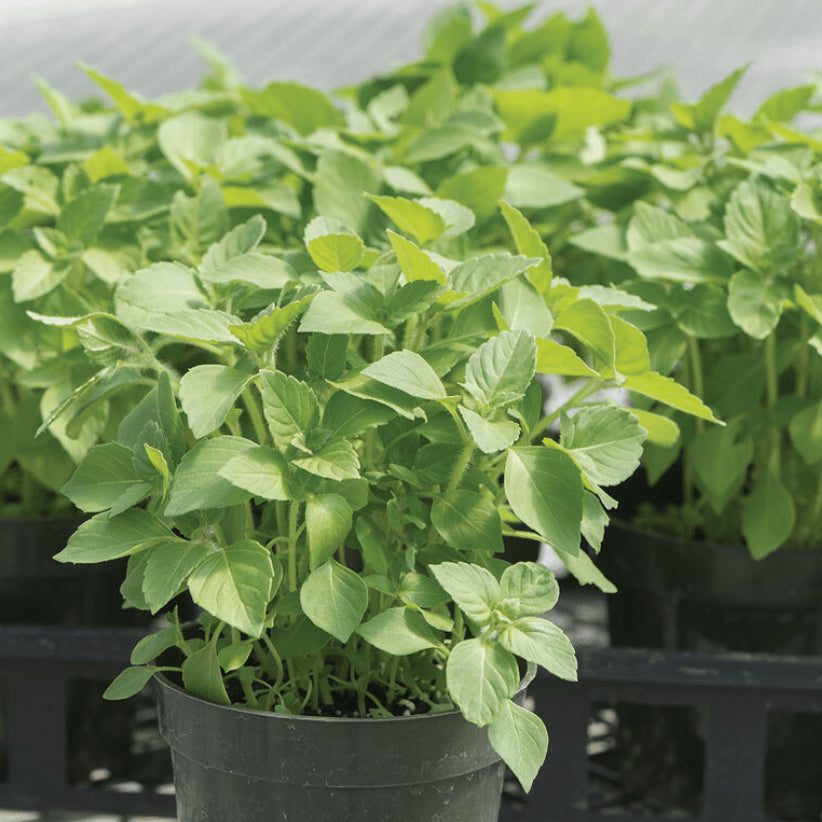 Basilic sacré 'Kapoor Sacred Basil' bio
