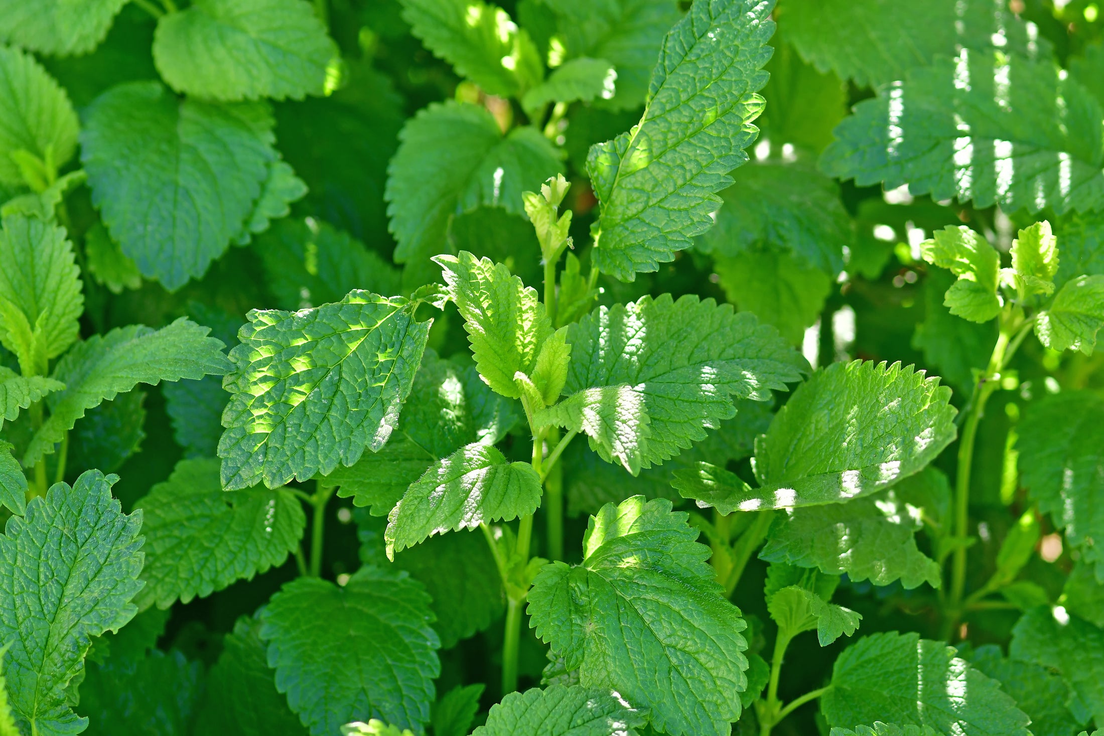 Baume-mélisse 'Lime'