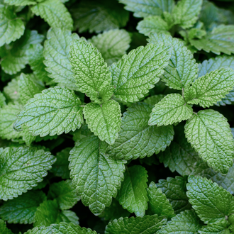 Lemon balm salve