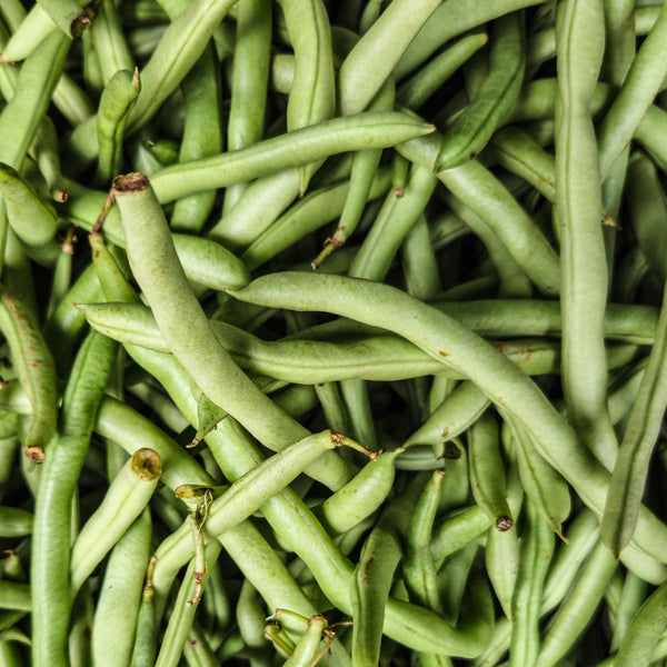 Haricot grimpants "Blue Lake FM1"