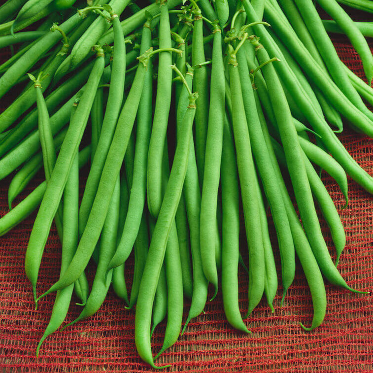 Bush Bean 'Slenderette'