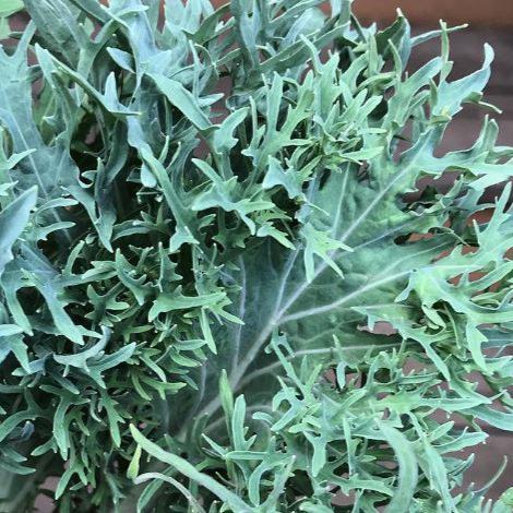 Kale 'Bear Necessities' 