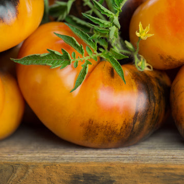 Tomato 'Beauty King'