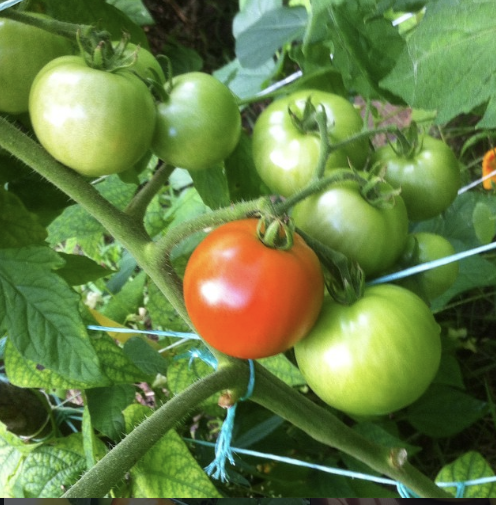 Tomate à trancher Beaverlodge – Gaia Organic Seeds