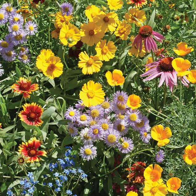 Organic 'Bee Feed Flower Mix' pollinator flower mix