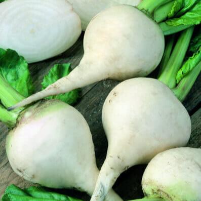 Albino Beet
