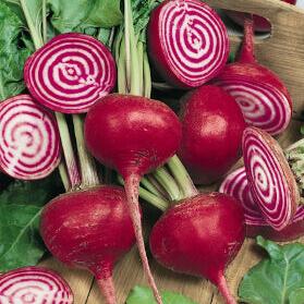 Beet 'Chioggia'