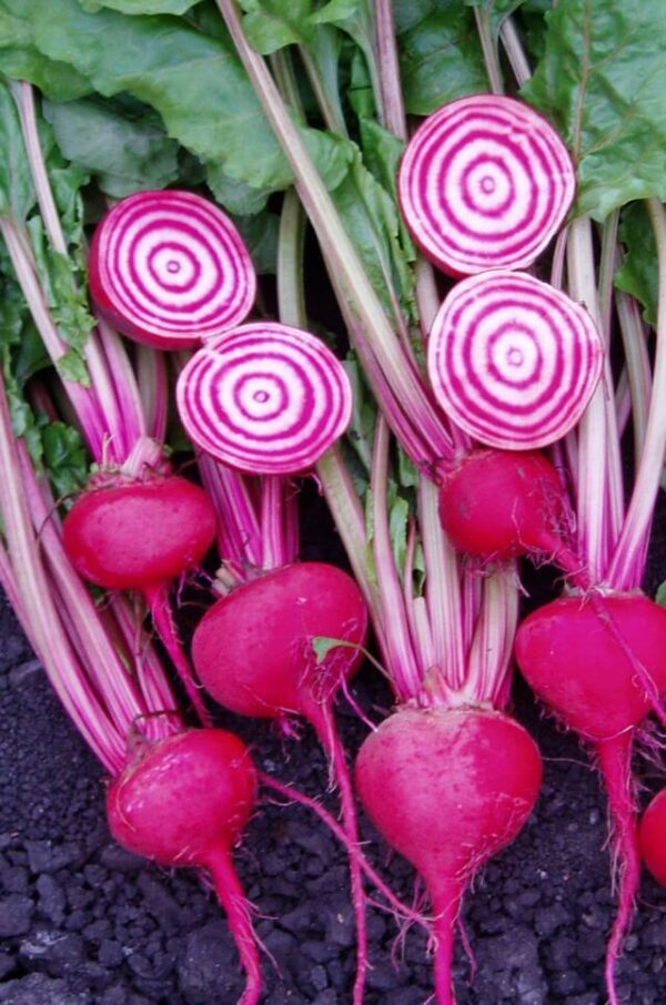 Semences Betterave 'Chioggia' (Beta vulgaris)