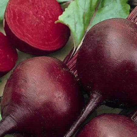 Betterave 'Detroit 2 Dark Red'