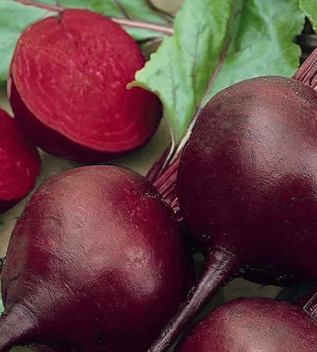 Semences Betterave 'Detroit 2 Dark Red' (Beta vulgaris)