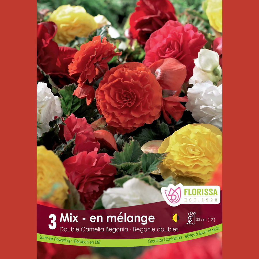 Begonia Double Camelia 'Mix' (3 bulbs)
