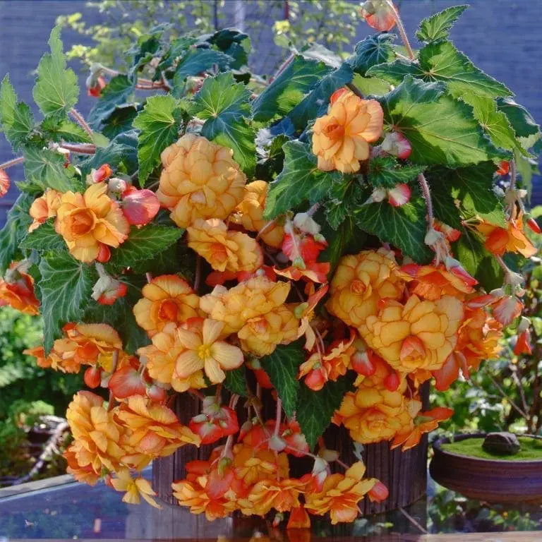 Photo de Bégonia ‘Sun Dancer™’ F1. Perron Le bégonia "Sun Dancer™ Yellow Red Picotee F1" est une plante annuelle spectaculaire, connue pour ses grandes fleurs doubles jaune éclatant bordées de rouge. La couleur caractéristique est : bicolore jaune et rouge. Le visuel permet d’observer les contours, les teintes et la disposition des éléments présentés.