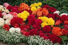 Photo de Bégonia mélange ‘Nonstop®’ F1. La couleur caractéristique est : couleurs variées. Le visuel permet d’observer les contours, les teintes et la disposition des éléments présentés. Les détails de forme et les contrastes donnent un aperçu de l’apparence de cette plante ou de sa récolte. Cette photographie accompagne la variété nommée afin de l’identifier dans la sélection de semences.