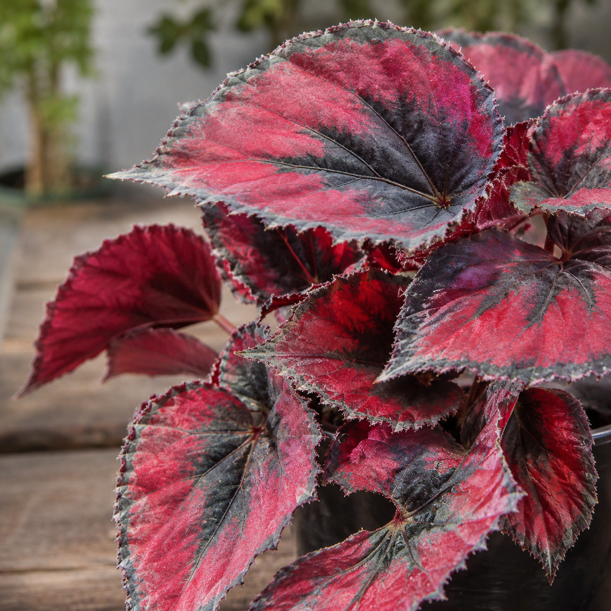 Begonia rex 'Red Kiss'