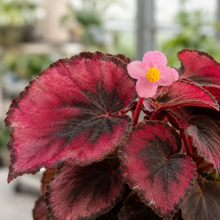 Begonia rex 'Red Kiss'