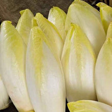 Endive de Bruxelles (Belgian)