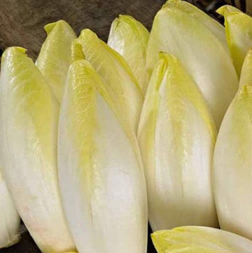 Belgian endive
