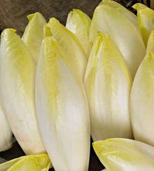 Semences Endive belge à forcer 'Witloof di Bruxelles' (Cichorium