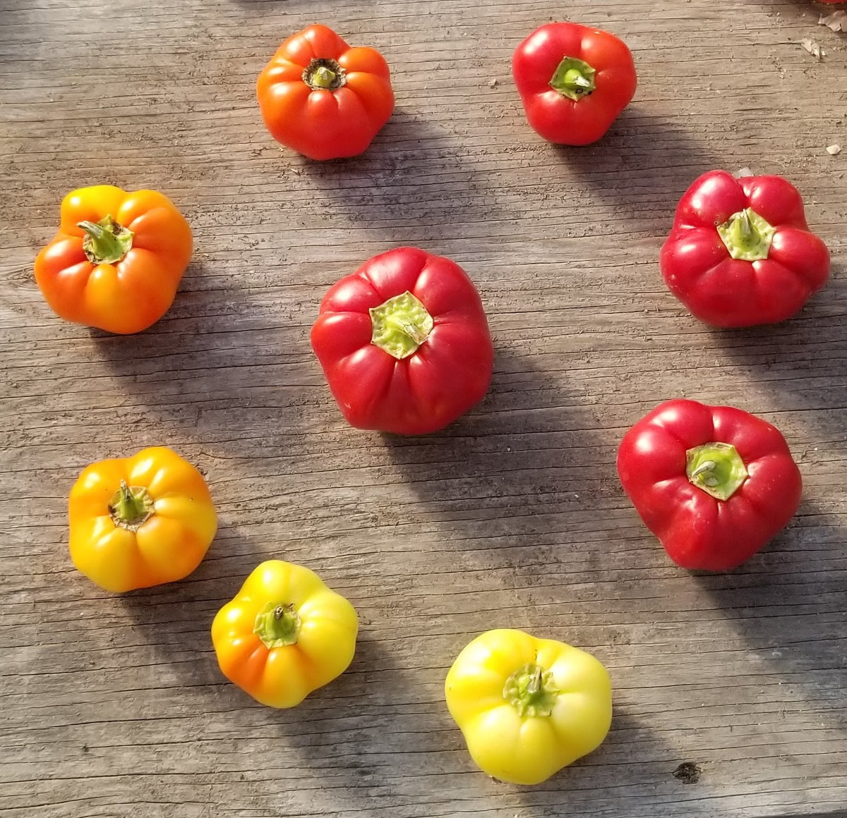 Poivron 'Beli Kalvil' bio (<em>Capsicum annuum</em>)