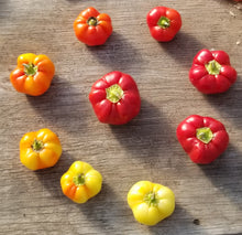 Organic 'Beli Kalvil' Bell Pepper