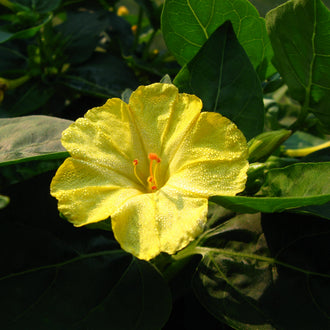 Une fleur jaune largement ouverte occupe le centre de l’image, devant des feuilles vert foncé. Ses pétales réunis montrent des plis et de fines stries qui convergent vers un petit centre orangé. Quelques éléments minces dépassent au milieu de la corolle. Une tige verte se prolonge sur le côté, dans un fond feuillu partiellement ombragé.