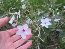 Belle-de-nuit à longues fleurs