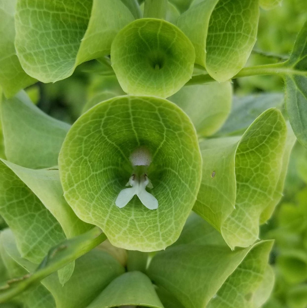 Bells of Ireland organic
