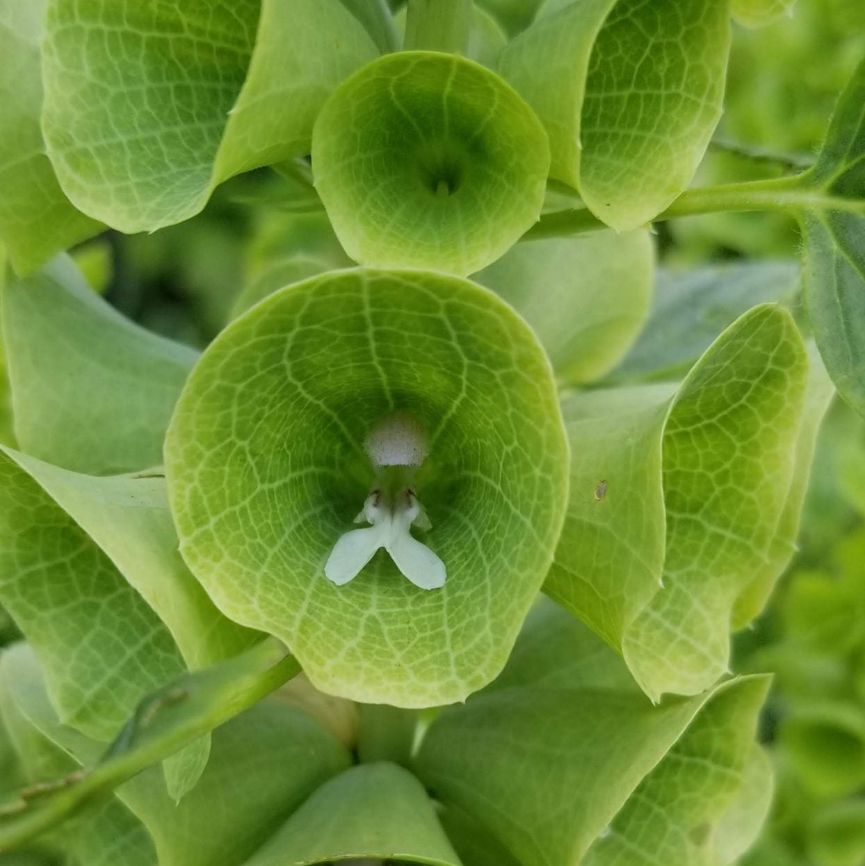 Clochettes d'Irlande 'Bells of Ireland' bio