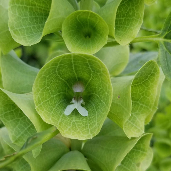 Bells of Ireland organic