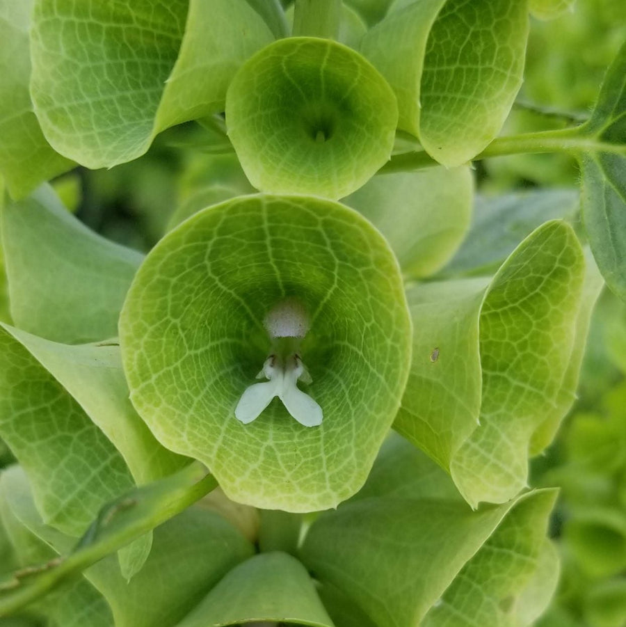 Bells of Ireland organic