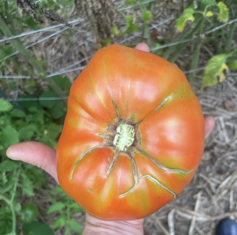 Tomate pâte Bellstar – Gaia Organic Seeds