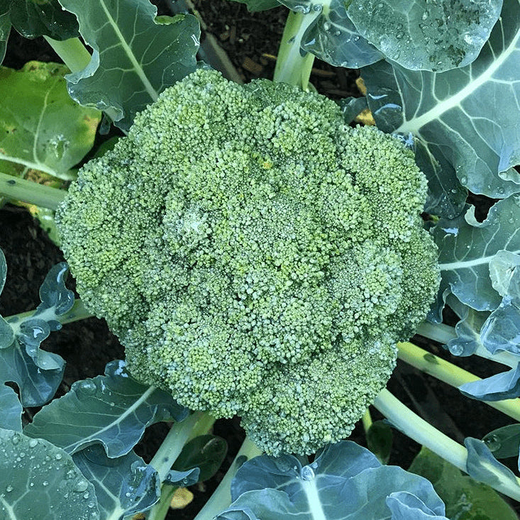 Brocoli 'Belstar F1' bio