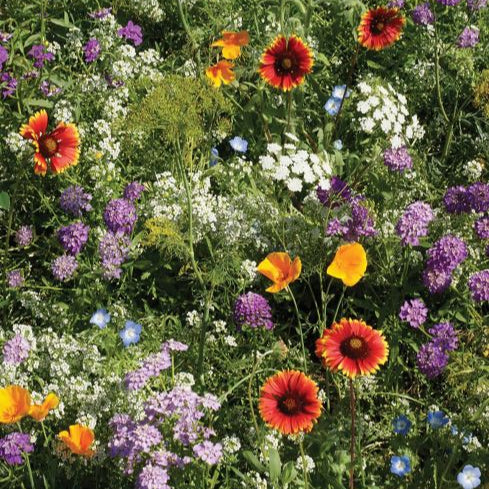 Mélange fleuri insectes bénéfiques bio