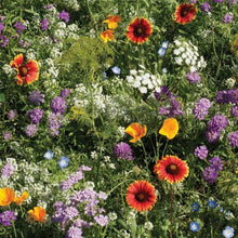 Mélange fleuri insectes bénéfiques bio