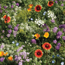 Organic beneficial insect flower mix